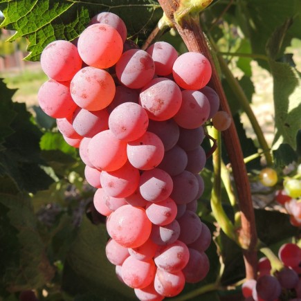 Grapevine Somerset 1L