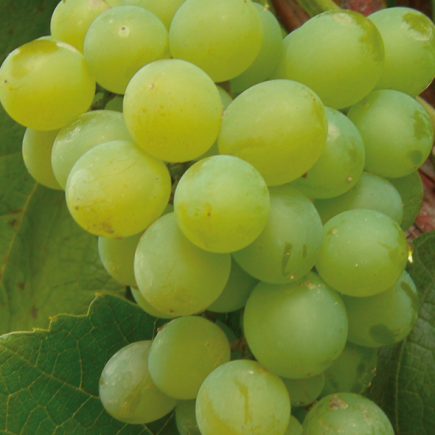 Grapevine Interlaken 1L