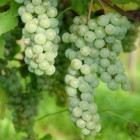 Виноград Интерлакен 1L