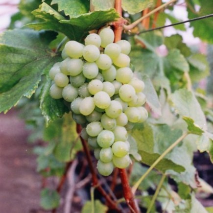 Grapevine Bianca 1L
