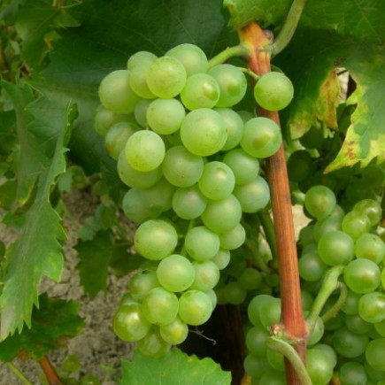 Grapevine Bianca 1L