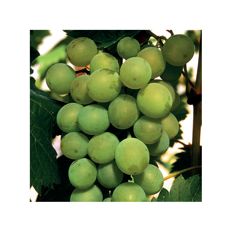 Grapevine Bianca 1L