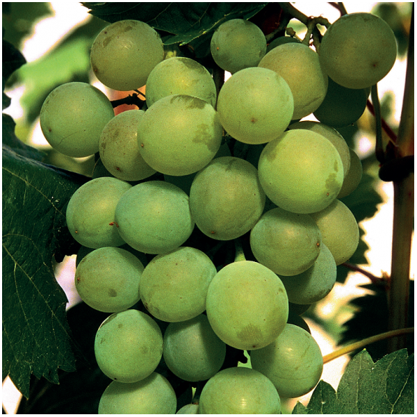 Grapevine Bianca 1L