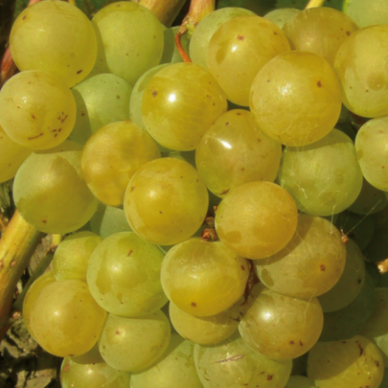 Winorośl Seyval Blanc 1L