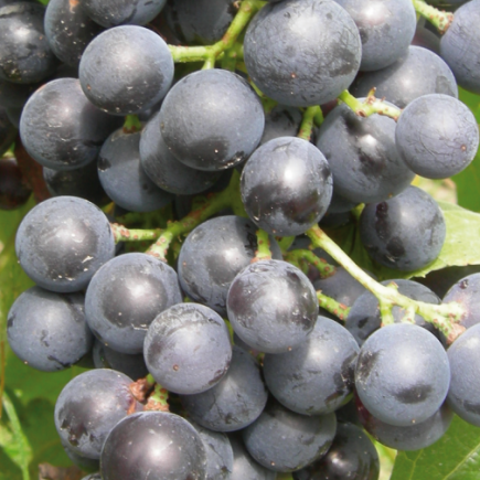 Winorośl Muscat Bleu 1L