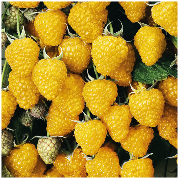 Yellow Raspberry Golden Queen 1L