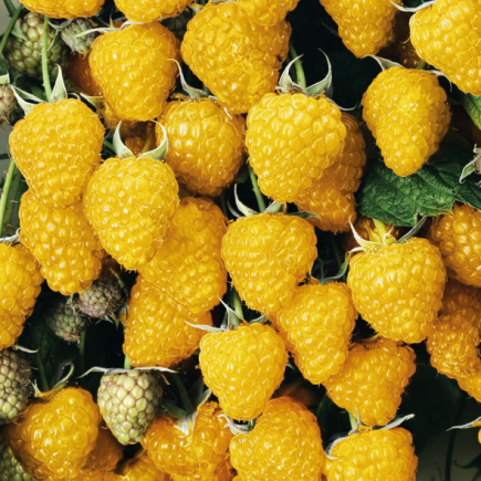 Gelbe Himbeere Golden Queen 2L