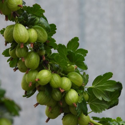 Grafted White Gooseberry...