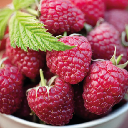Autumn Red Raspberry 1L