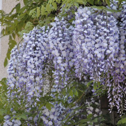Chinese Wisteria Amethyst 1L