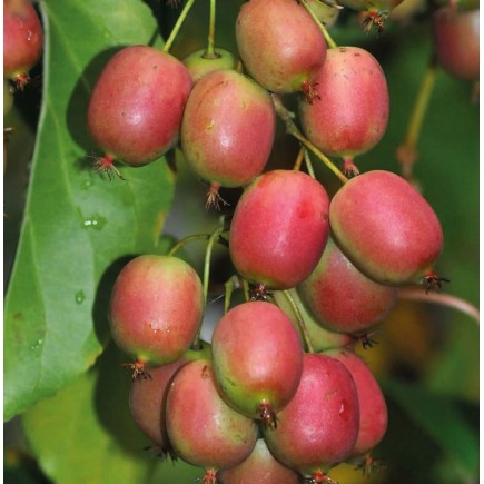 Kiwi Berry Ananasnaja...