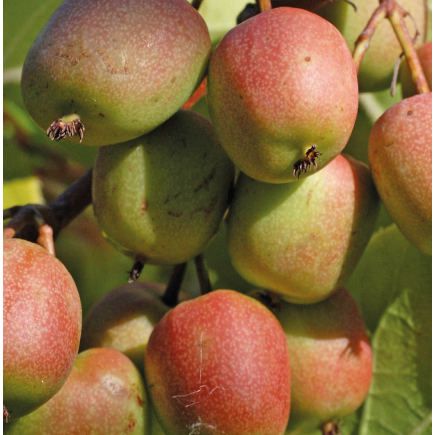 Aktinidia Geneva...