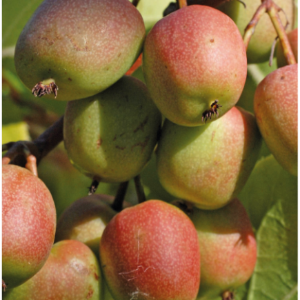 Hardy Kiwi Geneva Female 1L