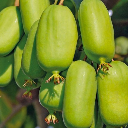 Aktinidia Jumbo ostrolistna...