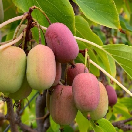 Aktinidia Ken’s Red ostrolistna żeńska 2L