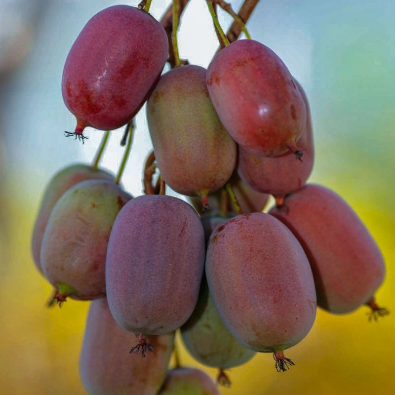 Aktinidia Ken’s Red ostrolistna żeńska 2L