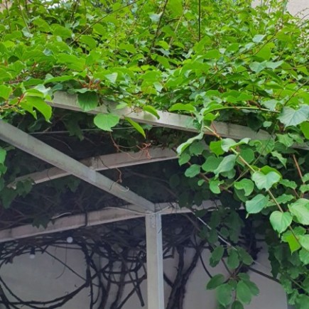 Hardy Kiwi Kokuwa 1L