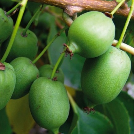 Kiwi Berry Kokuwa 2L