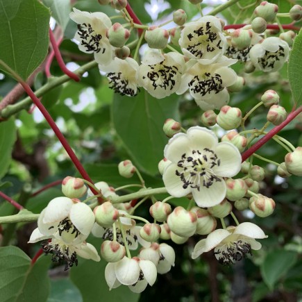 Hardy Kiwi Male Pollinator 1L