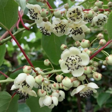 Kiwi Berry ’Male’...