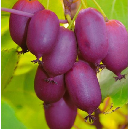 KIWI Purpurna Sadowa...