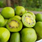 Aktinidia Sentyabraskaya pstrolistna żeńska 2L