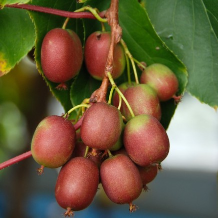 Kiwi Berry Weiki female 2L
