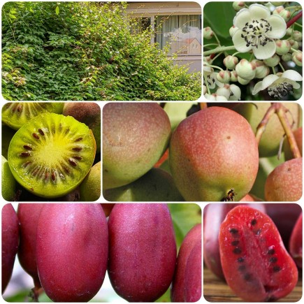 Kiwi Berry Jumbo Female 1L