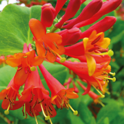 Brown’s Honeysuckle...