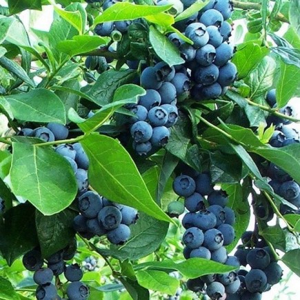 Blueberry Bilberry...