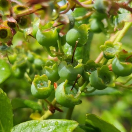 Borówka amerykańska Pink Lemonade 2L