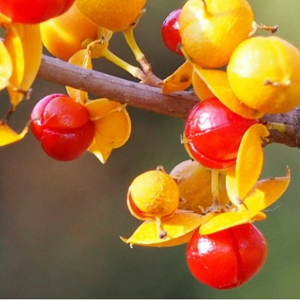 Oriental (Round-leaved)...