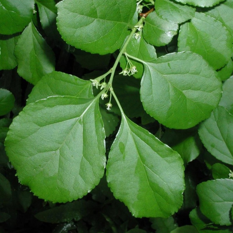 Oriental Round Leaved Bittersweet Hercules Male 1l