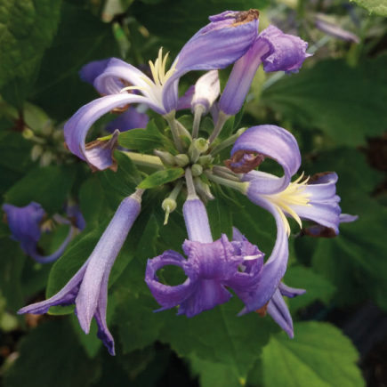 copy of Perennial clematis...
