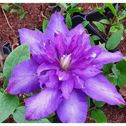 Large-flowered Clematis...