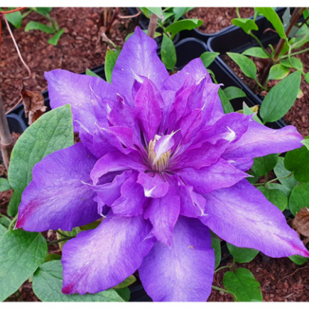 Großblumige Clematis...