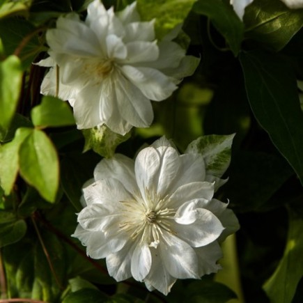 Clematis Duchess of...
