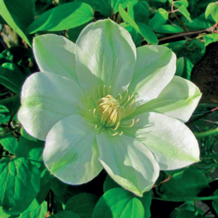 Clematis Guernsey Cream 1L