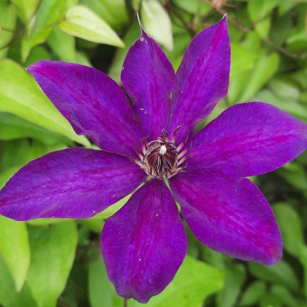 Clematis The President 1L