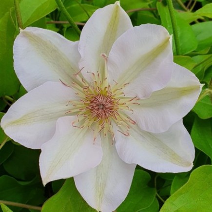 Clematis Jerzy Popiełuszko 1L