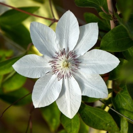 Clematis Urszula...