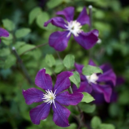 Powojnik Warszawska Nike wielkokwiatowy 2L