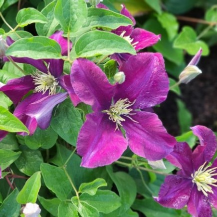 Powojnik Warszawska Nike wielkokwiatowy 2L