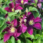 Powojnik Warszawska Nike wielkokwiatowy 2L