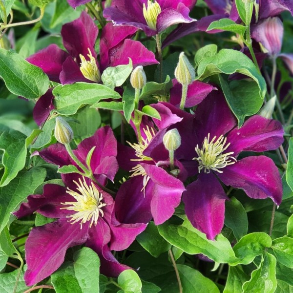 Powojnik Warszawska Nike wielkokwiatowy 2L