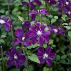 Powojnik Warszawska Nike wielkokwiatowy 2L