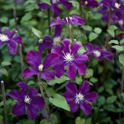 Powojnik Warszawska Nike wielkokwiatowy 2L