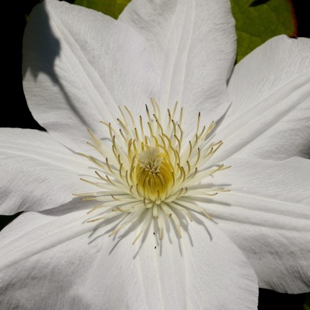 Clematis John Paul II 1L
