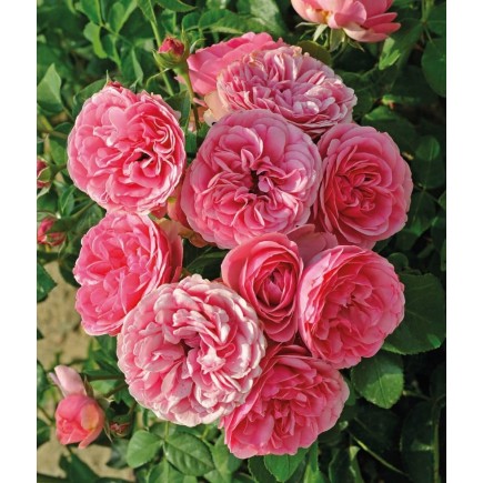 Роза Плетистая розовая  3L