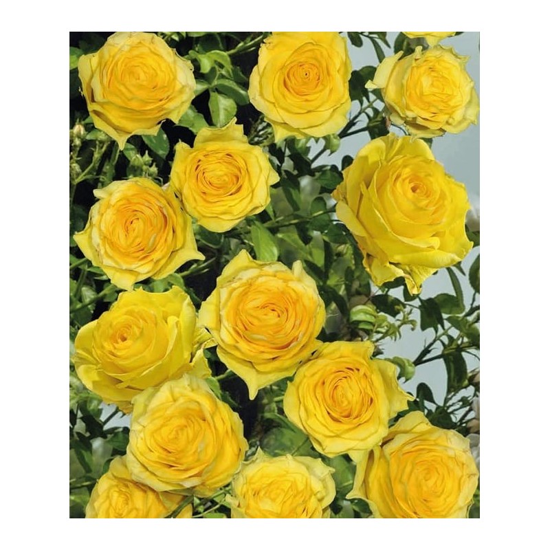 Róża pnąca żółta Golden Climber 3L